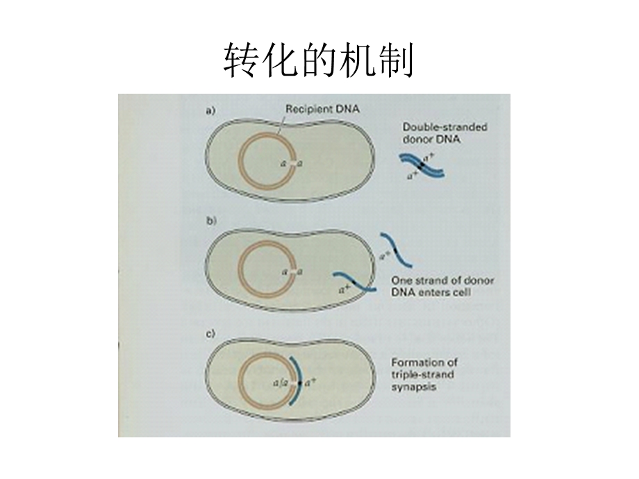 7B细菌和噬菌体的遗传和重组PPT文档资料.ppt_第2页