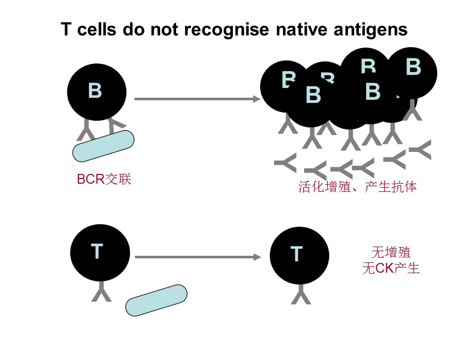 7抗原呈递细胞文档资料.ppt_第2页