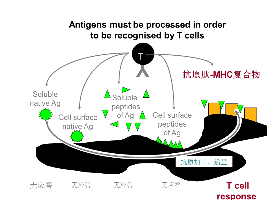 7抗原呈递细胞文档资料.ppt_第3页