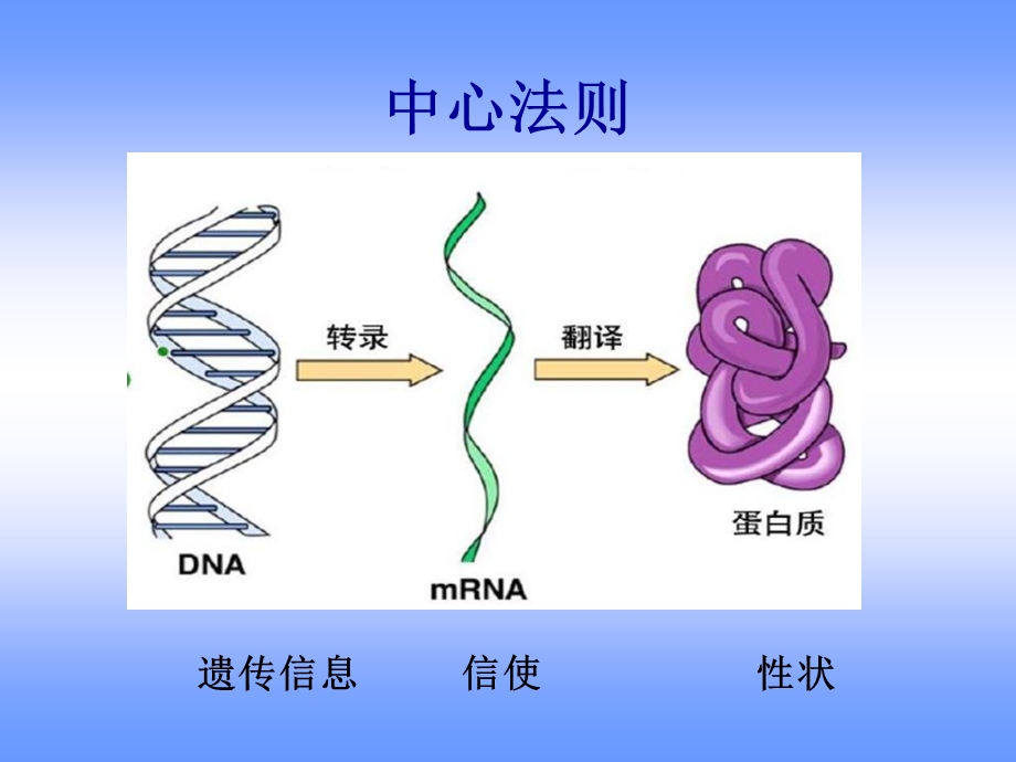 最新ld02细胞中心法则与基因工程技术原理PPT文档.ppt_第3页