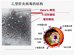 最新科室早会慢性乙型肝炎治疗指南解读课件PPT文档.ppt