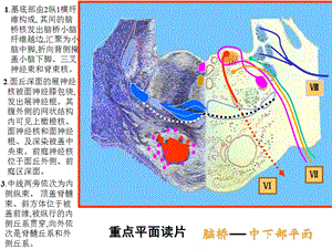 最新：脑干网状结构小脑解剖学文档资料.ppt