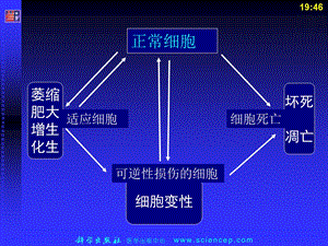 最新第2章细胞和组织的适应、损伤和修复病理学基础教学课件PPT文档.ppt