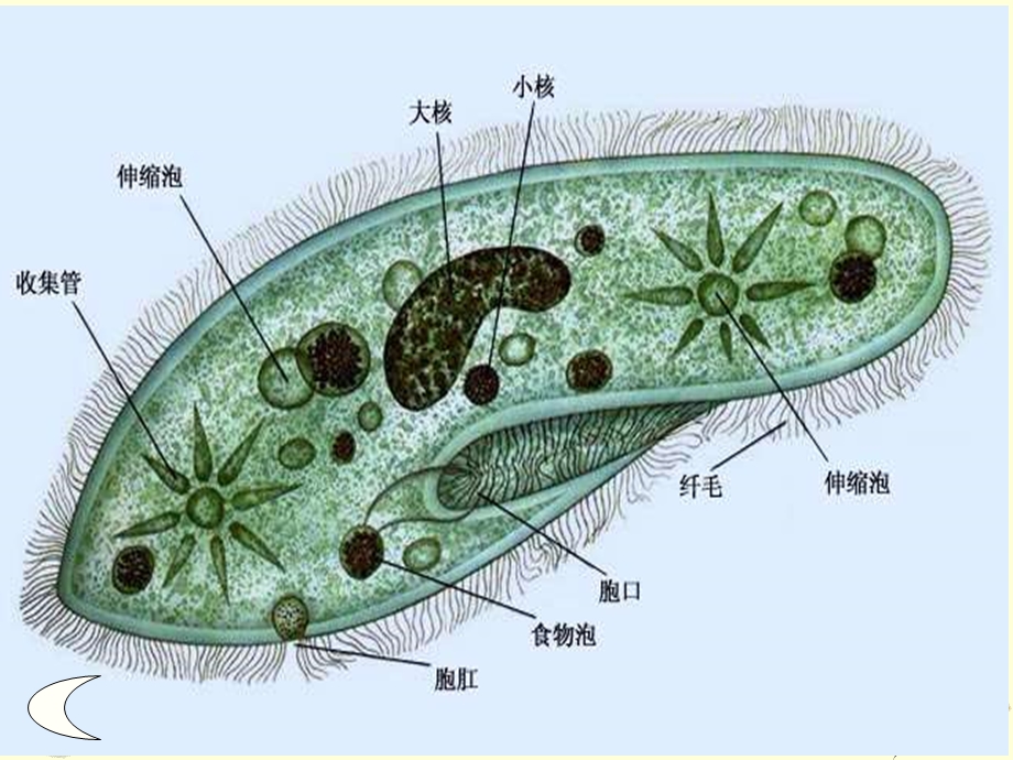 1.1从生物圈到细胞文档资料.ppt_第3页