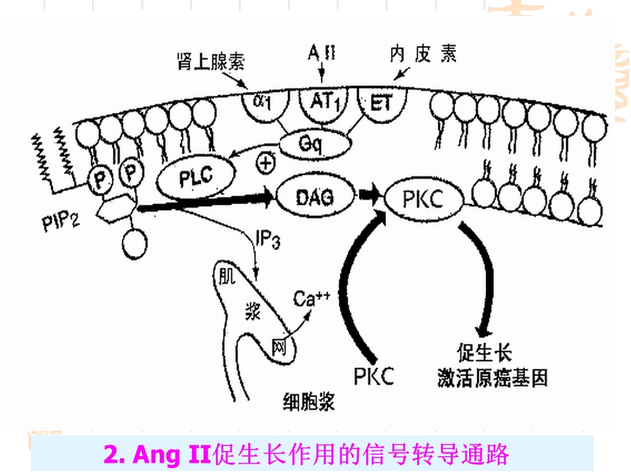 最新肾素血紧张素系统药物华中科技大学同济医学院药理学系PPT文档.ppt_第3页