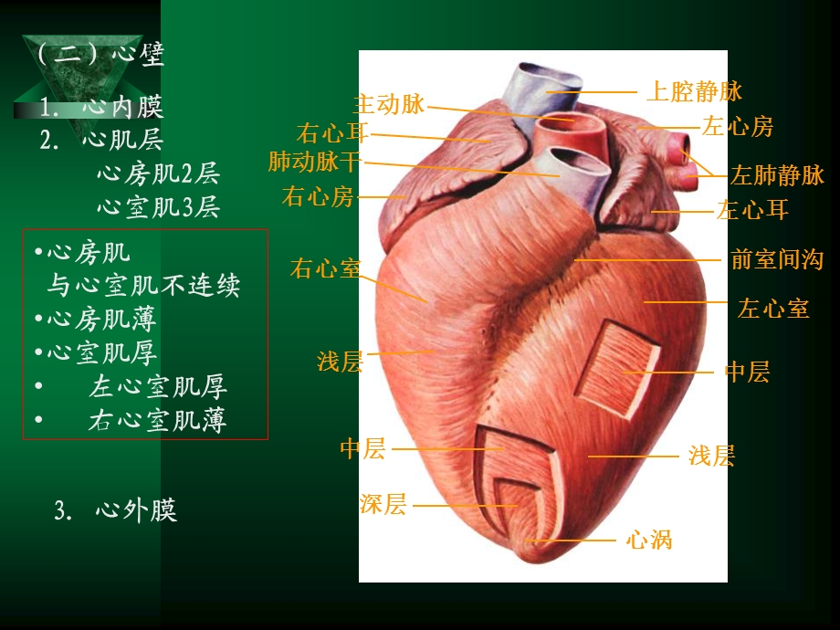 循环系统疾病修改精选文档.ppt_第2页