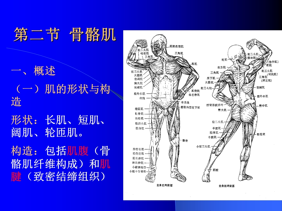 第二节骨骼肌名师编辑PPT课件.ppt_第1页