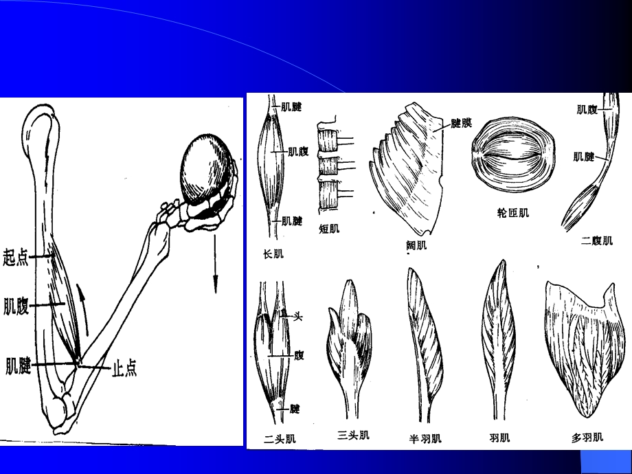 第二节骨骼肌名师编辑PPT课件.ppt_第2页