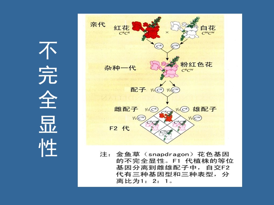 现代生物学导论细胞繁殖和遗传2文档资料.ppt_第1页