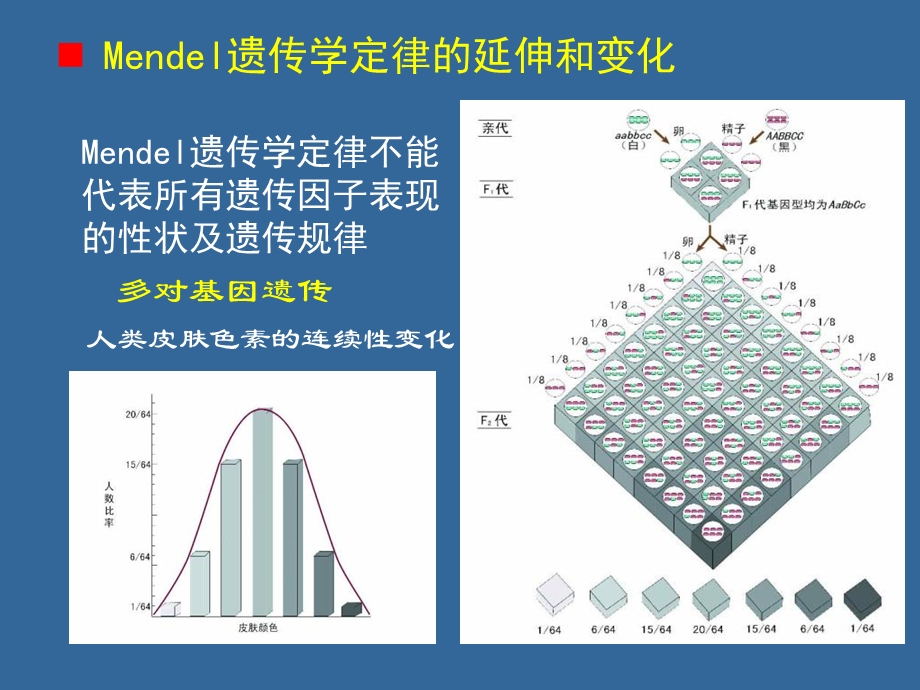 现代生物学导论细胞繁殖和遗传2文档资料.ppt_第2页