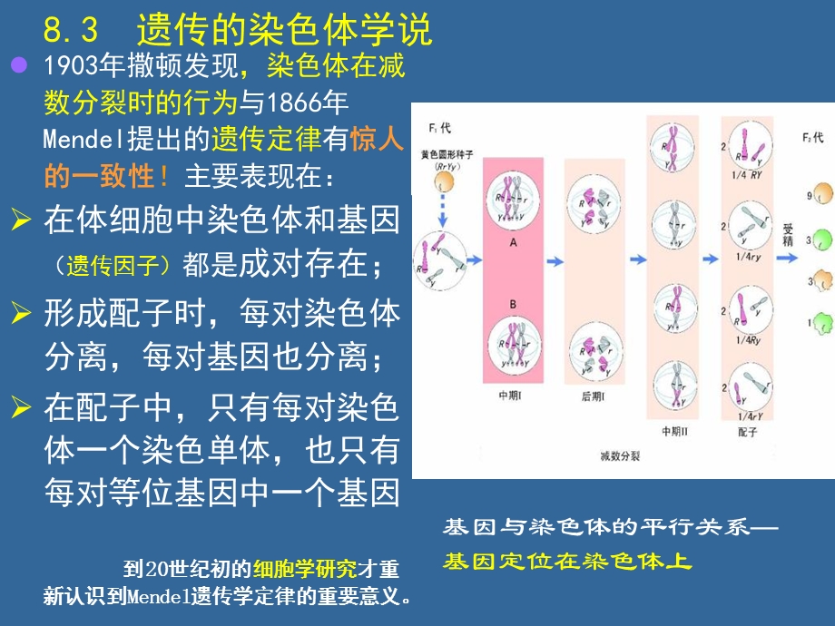 现代生物学导论细胞繁殖和遗传2文档资料.ppt_第3页