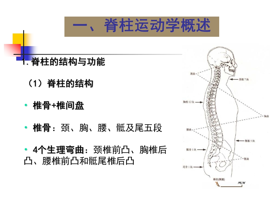 第二章第三节关节运动学脊柱运动学概述文档资料.ppt_第3页