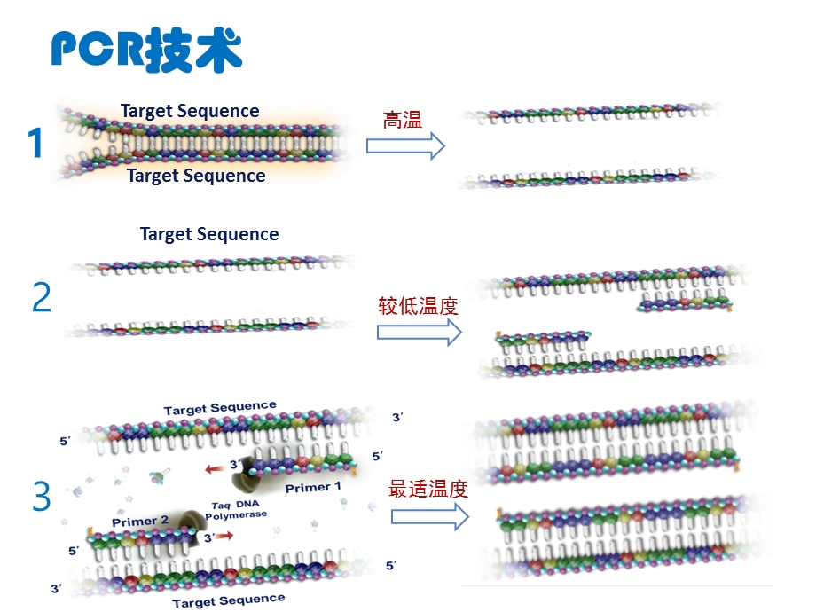 临床基因扩增实验室质量管理体系的建立PPT文档资料.pptx_第3页