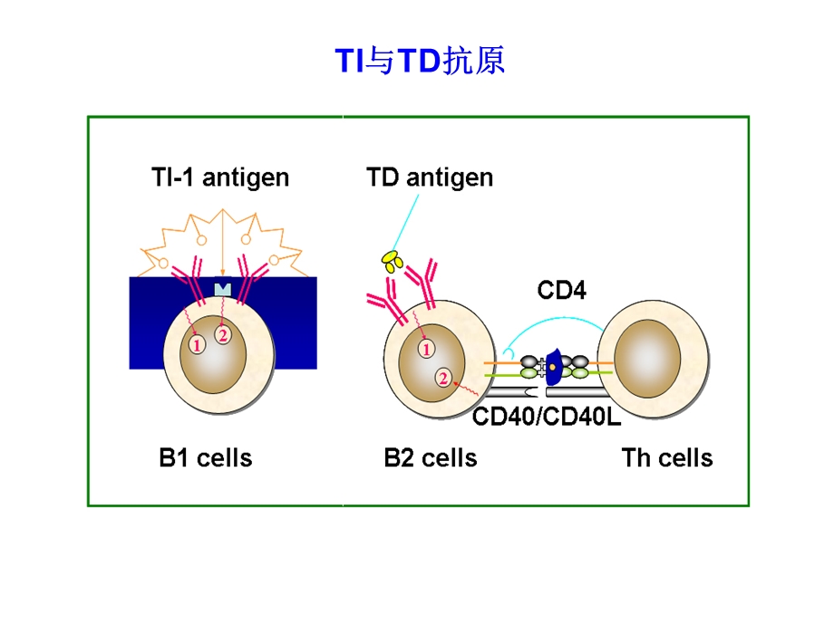 分子免疫学B细胞及其介导的体液免疫应答PPT课件.ppt_第3页