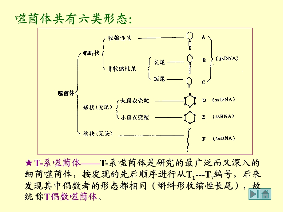 最新第三节各类病毒及其繁殖方式PPT文档.ppt_第3页