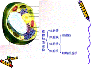 最新：人教版高中生物必修一第三章第二节细胞器PPT文档资料.ppt