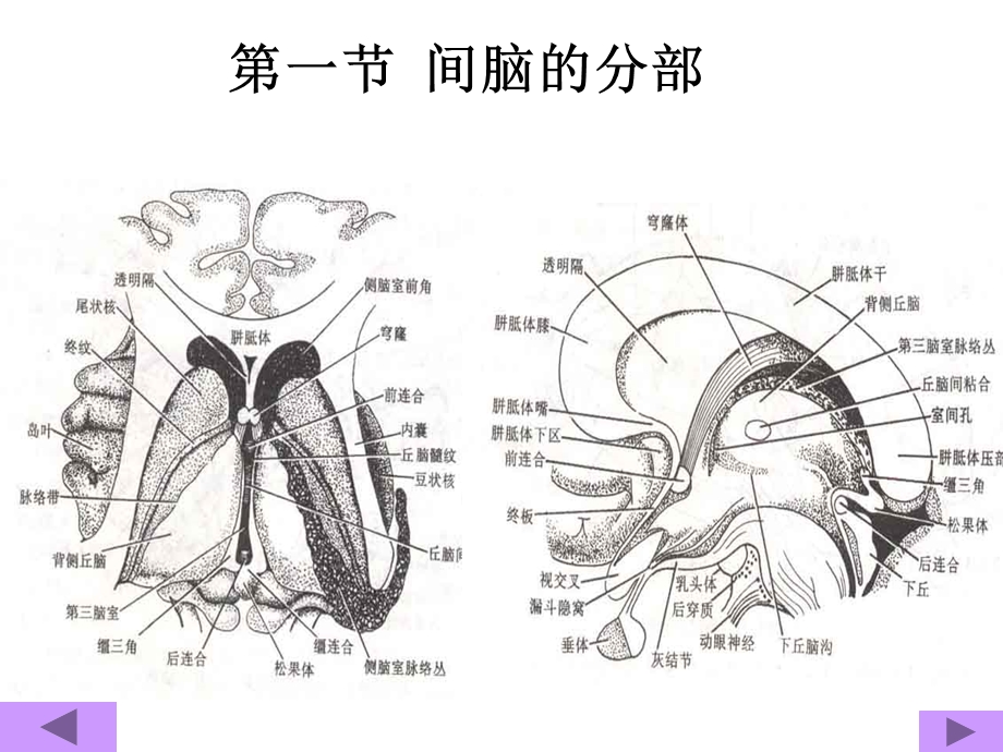 中枢神经解剖学PPT课件.ppt_第1页