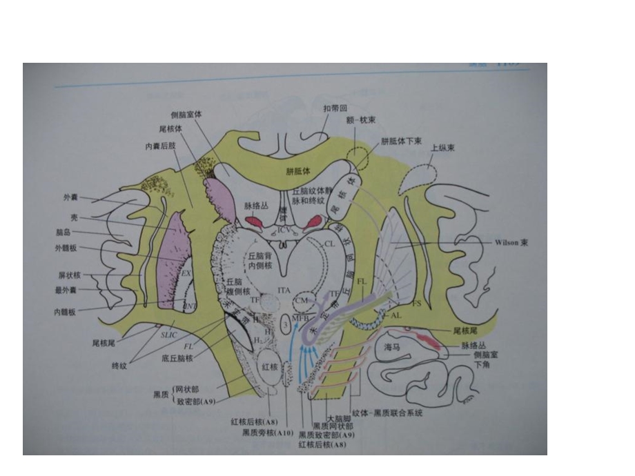 中枢神经解剖学PPT课件.ppt_第2页