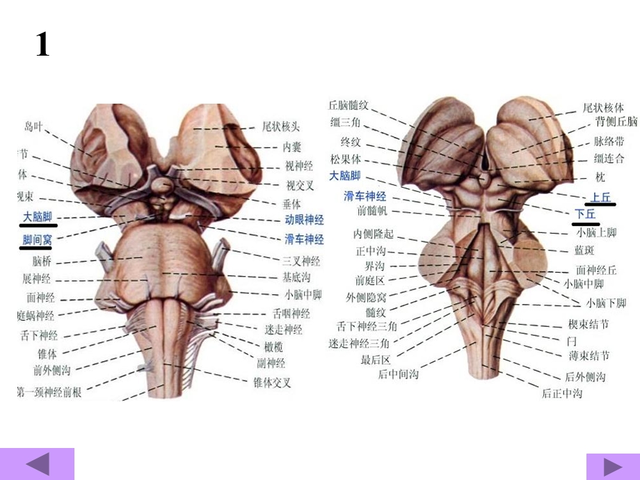 中枢神经解剖学PPT课件.ppt_第3页