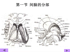 中枢神经解剖学PPT课件.ppt