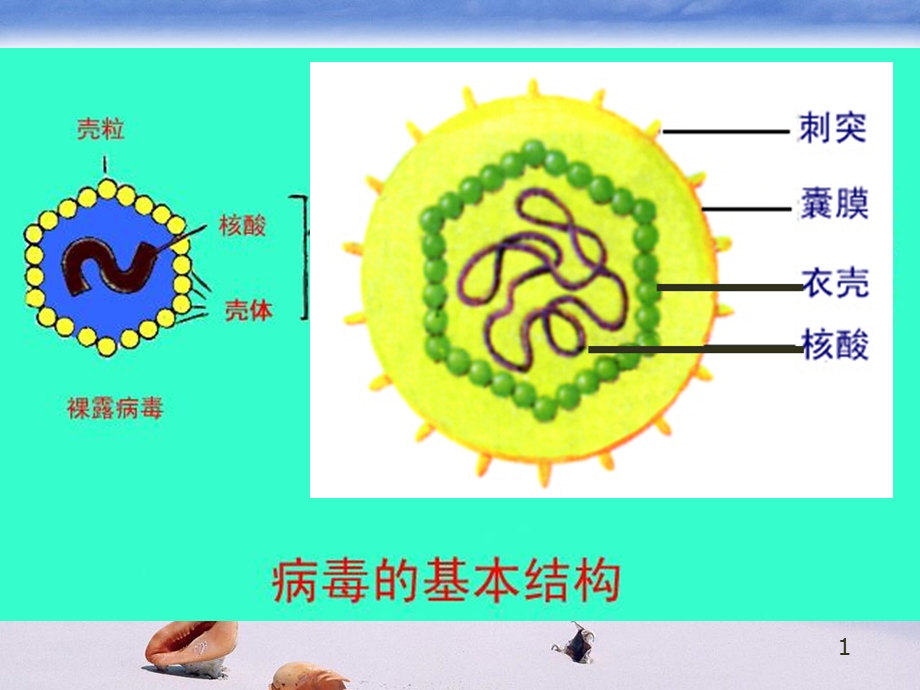 抗病毒药物文档资料.ppt_第1页