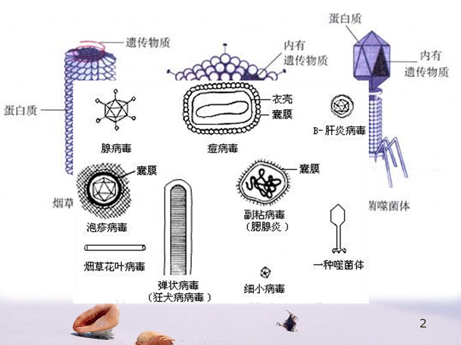 抗病毒药物文档资料.ppt_第2页