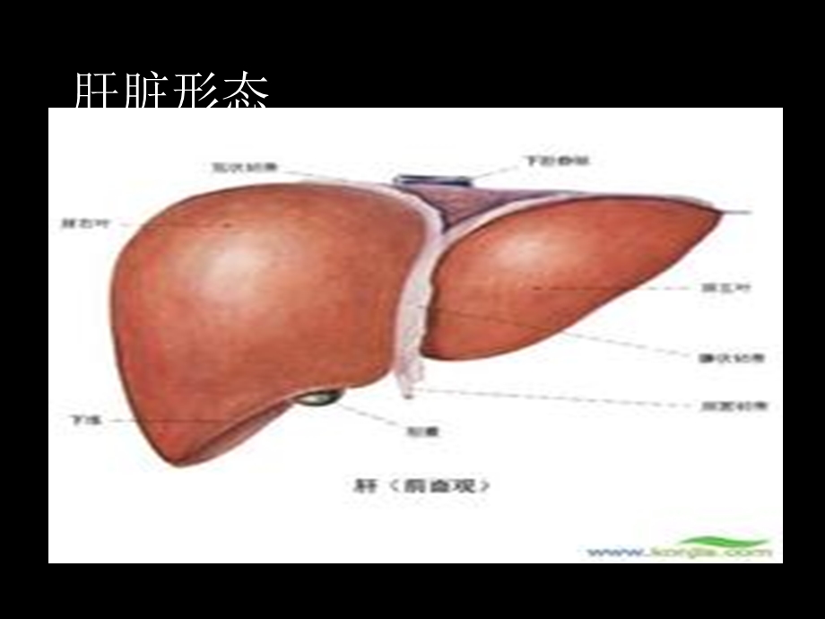 常见肝病成因与防治 PPT课件精选文档.ppt_第1页