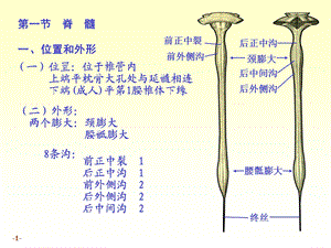 系统解剖学课件chapter171脊髓文档资料.ppt