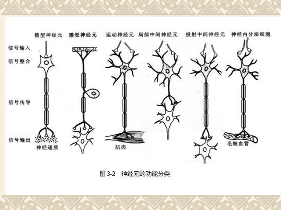 动物生理学第三章神经生理PPT文档.ppt_第2页