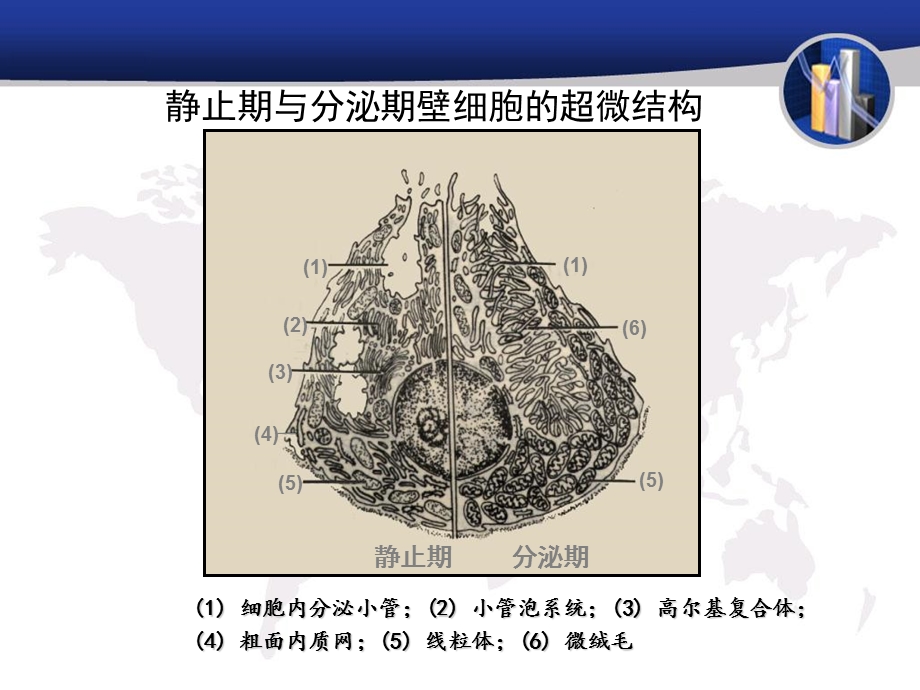 最新ppi药物及其临床应用PPT文档.ppt_第2页