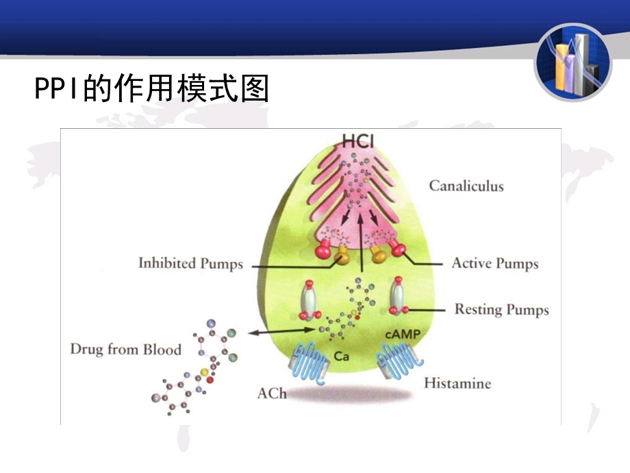 最新ppi药物及其临床应用PPT文档.ppt_第3页