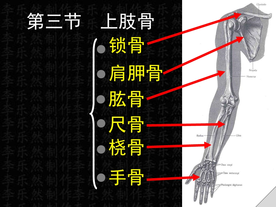 医学类人体解剖学课件03上肢骨文档资料.ppt_第1页