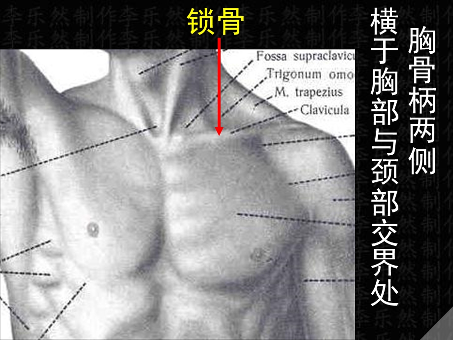 医学类人体解剖学课件03上肢骨文档资料.ppt_第2页