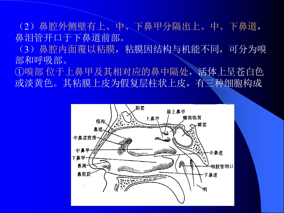 最新组织学与解剖学呼吸系统PPT文档.ppt_第2页