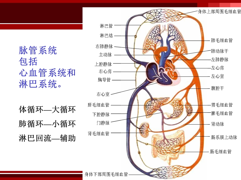 [PPT模板]第四章 血液循环血管生理、心血管活动调节.ppt_第2页