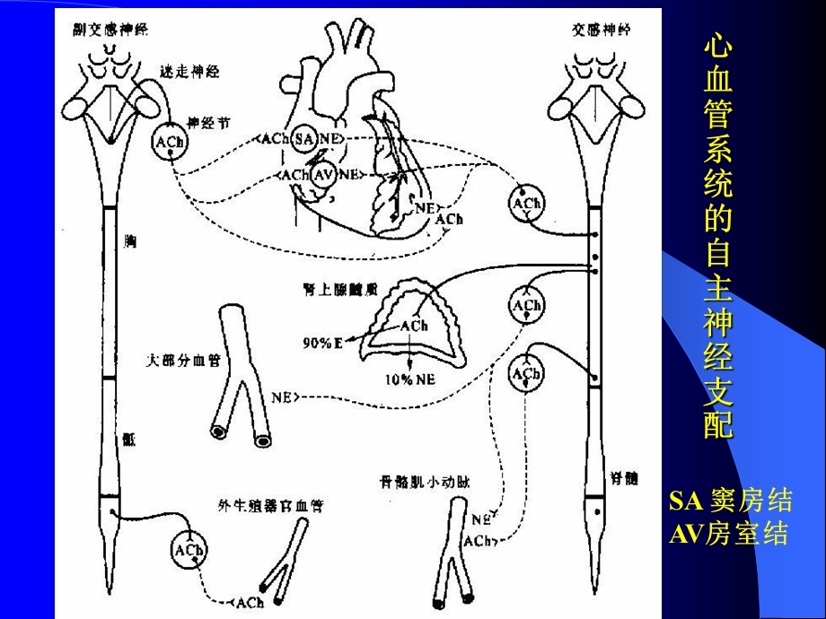 最新第三节心血管活动的调节PPT文档.ppt_第1页