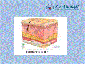 伤口敷料的选择及应用文档资料.ppt