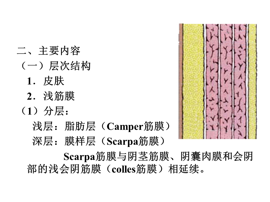 最新人卫第七版局部解剖学 05腹部PPT文档.ppt_第3页