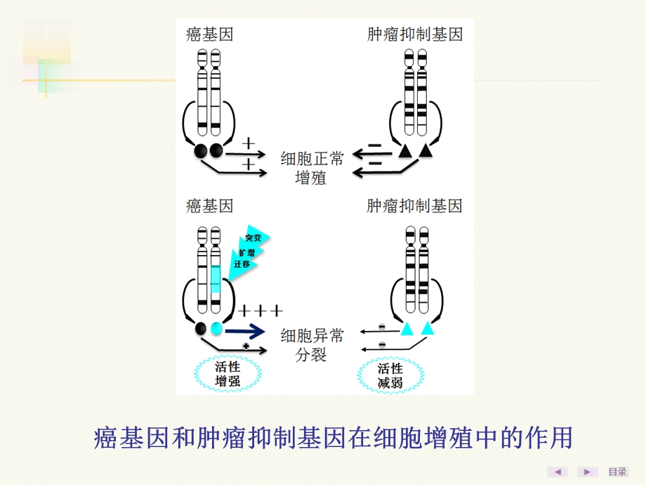 最新：癌基因、肿瘤抑制基因与生长因子文档资料.ppt_第3页