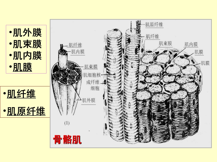 3肌肉组织PPT文档资料.ppt_第3页