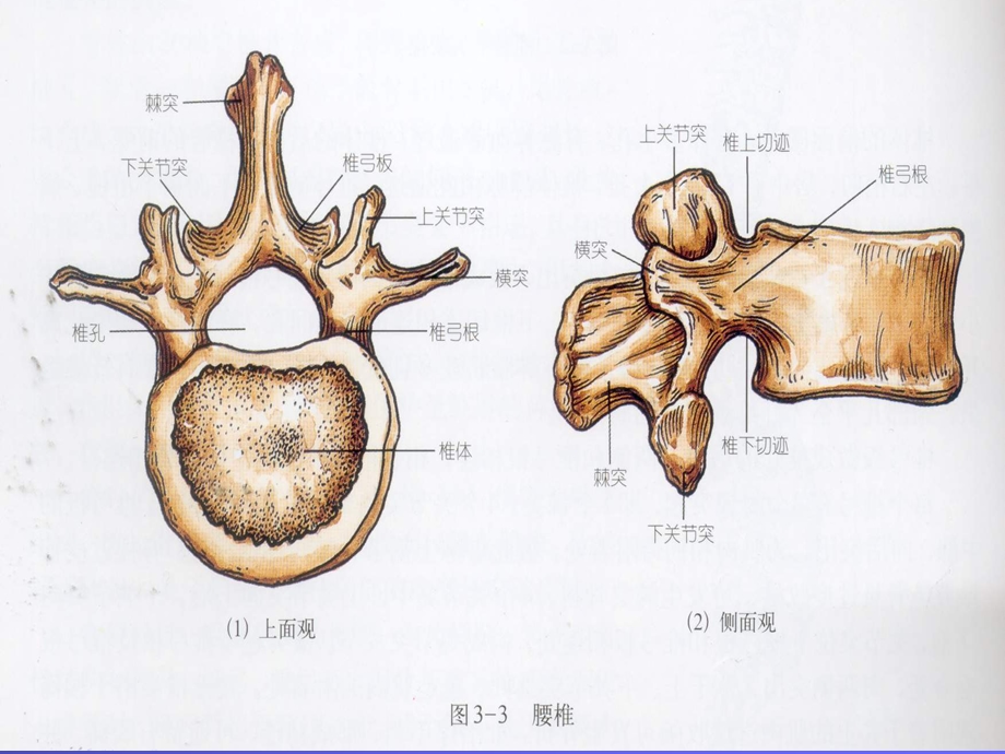 最新：脊柱、骨盆骨折外科教学课件文档资料.ppt_第3页