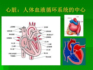 扩展阅读纵隔心血管的解剖ppt课件PPT文档.ppt