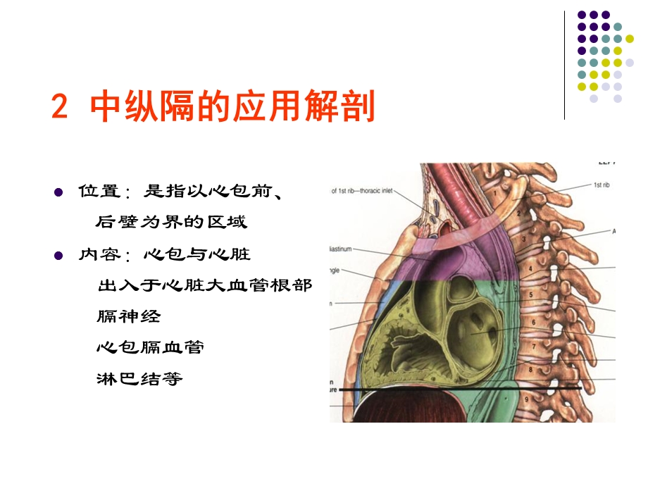 断面解剖纵膈下文档资料.ppt_第3页