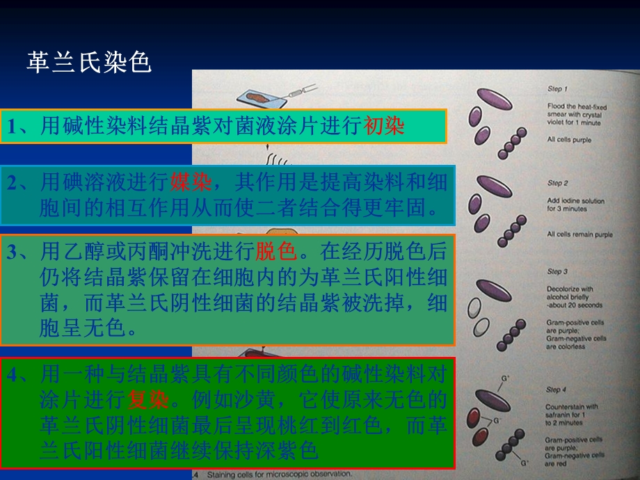 实验二细菌革兰氏染色PPT文档资料.ppt_第3页