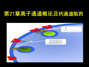 最新：药理学离子通道概论及钙通道阻药文档资料.ppt