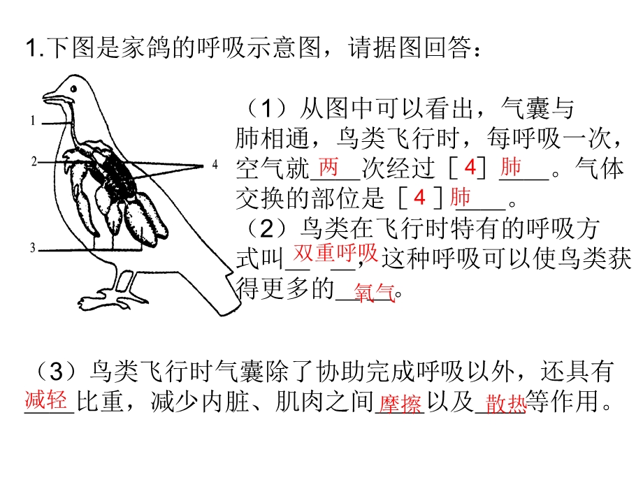 一二节病毒细菌PPT文档.ppt_第3页