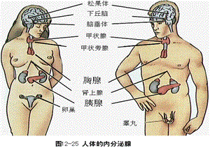 第13章内分泌系统的结构与功能文档资料.ppt