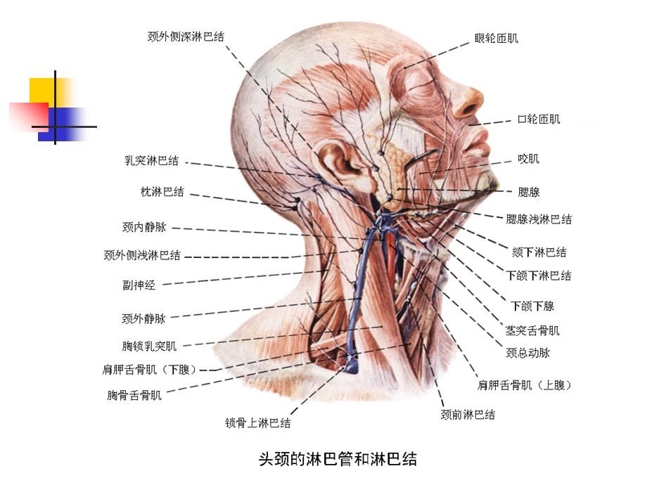 局部解剖颈部淋巴结文档资料.ppt_第3页