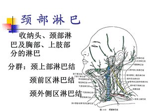 局部解剖颈部淋巴结文档资料.ppt