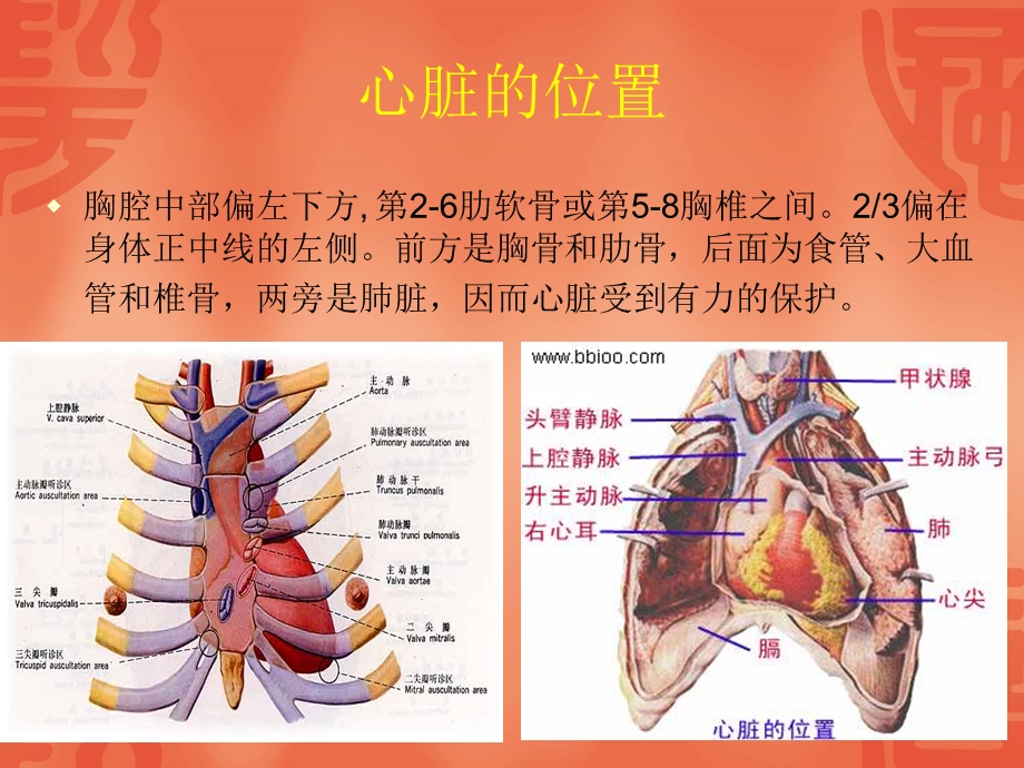 最新心脏基础知识课件PPT文档.ppt_第2页